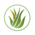 Real Aloe